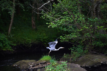 Irish crane hunting on the river