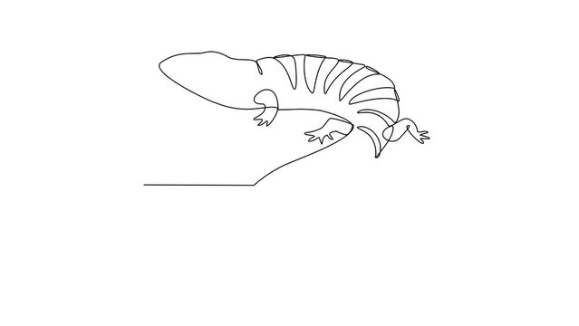 Animated self drawing of Blue-tongued skink video design illustration. Type of Lizard animal themes design concept with simple linear style. Lizards are reptiles with scaly skin, four legs, and a tail