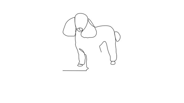 Animated self drawing of poodle video design illustration. Type of Dog themes design concept with simple linear style video. Dogs are domesticated mammals, loyalty and companionship to humans.