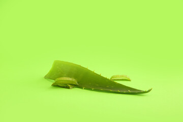 Aloe vera leaf and slices on green background, closeup