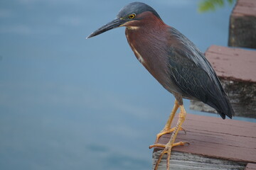 flor, aves, patos, piragua, carro de piragua, dulce, boricua, piragua ventas