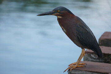 flor, aves, patos, piragua, carro de piragua, dulce, boricua, piragua ventas