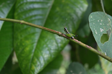 View of a short horned grasshopper sitting on top of a wild plant stem