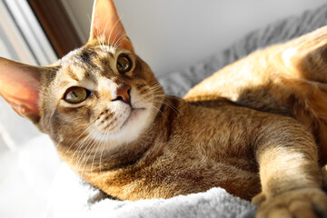 Abyssinian cat lying on pet bed near window at home, closeup
