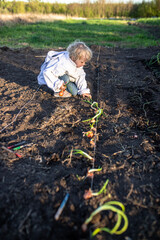 Young Gardener Planting Onion Sets in a Garden Row