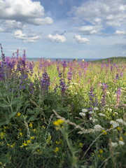 A field of cornflowers