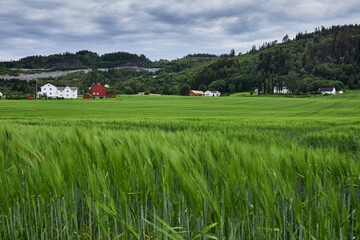 A small farm amidst green meadows, located in central Norway