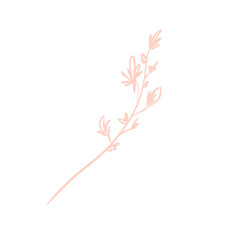 Flower sprig with light pink buds sketch illustration