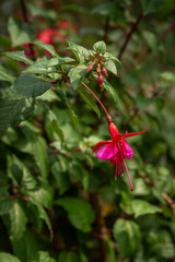 Red fuchsia flower and green leaves.