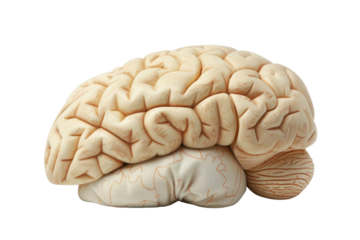 A close-up of a human brain, showcasing its intricate folds and structure. isolated on a white background, transparent background.
