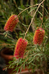 A flower of brushwood on a twig.