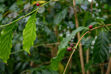 Red fruits of the coffee tree on the tree.