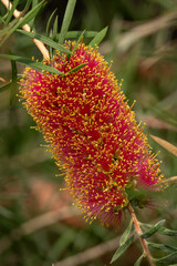 A flower of brushwood on a twig.