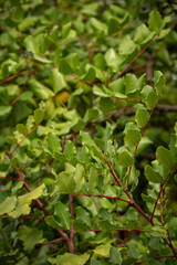 Green carob leaf in detail.