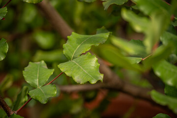 Green carob leaf in detail.
