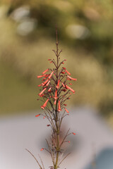 Beautiful red flower found on Bali, Indonesia separated from background