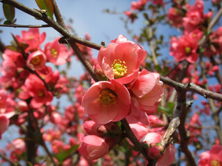 Pink Flowering Quince
