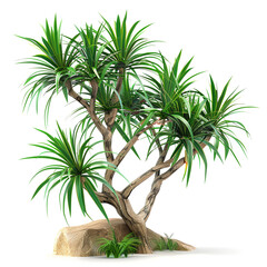 Obraz premium palm tree isolated on white background