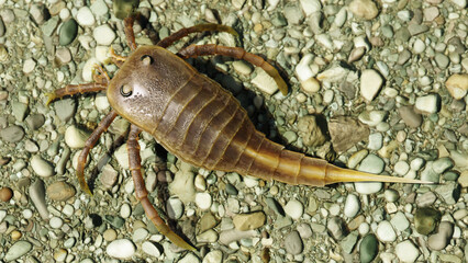 An illustration of the extinct Eurypterid Kokomopterus on a pebble beach 418 million years ago.