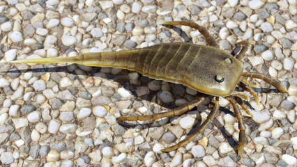An illustration of the extinct Eurypterid Kokomopterus on a pebble beach 418 million years ago.