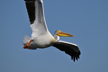 pelican in flight