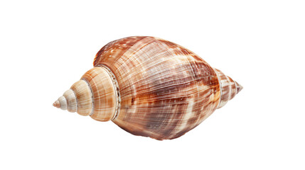 Obraz premium Isolated sea shell on transparent background