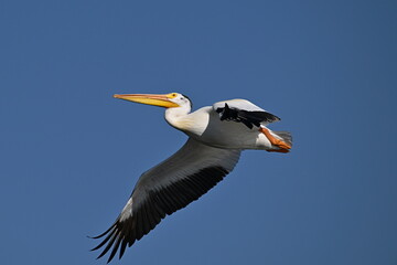 Pelican in flight