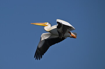 pelican in flight