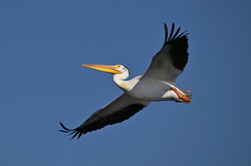 pelican in flight