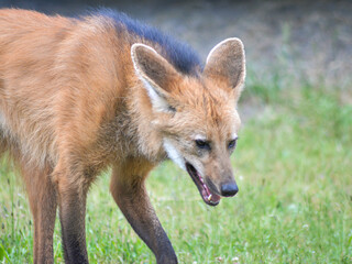 Maned Wolf at the Woodland Park Zoo in Seattle, Washington