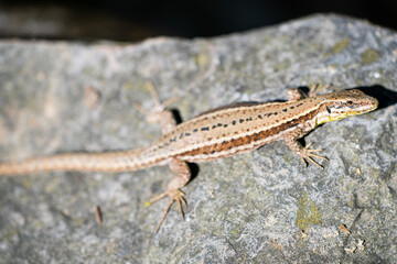 lizard detail close-up brown look rock - Podarcis muralis (common wall lizard)