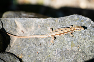 lizard sun rock stone - Podarcis muralis (common wall lizard)