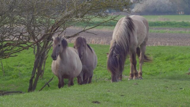 three pale grey konik ponies on grassy ground next to fenland water channel, one grazing
