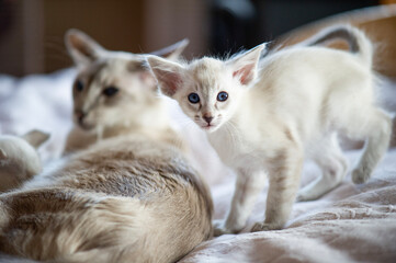 Obraz premium Balinesen Katzen im Bett