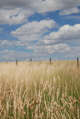 Wheat and clouds 