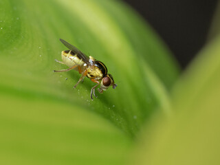 P6220282 grass fly, Thaumatomyia glabra, cECP 2024