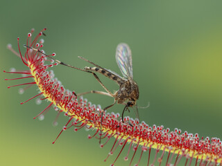 P6210199 Dead mosquito, Aedes species, trapped by Cape sundew plant, Drosera capensis, cECP 2024