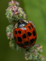 P6250329 invasive Asian lady beetle, Harmonia axyridis, vertical, cECP 2024