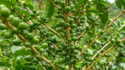 CLOSE UP: Ripening clusters of green berries on wooden branches of coffee plant