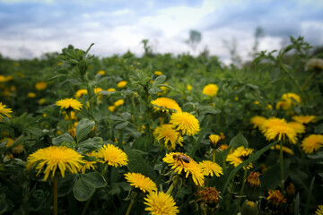 An old apple orchard on a green lawn in sunny day. Scenic image of trees in charming garden. Agrarian region of Ukraine, Europe. Flowering orchard in spring time. Photo wallpaper. Beauty of earth.