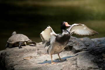 Duck with wings spread and a turtle on a rock in a natural setting
