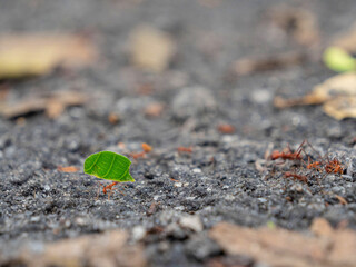 MACRO, DOF: Tiny red leafcutter ant carrying leaf fragment for making supplies