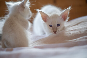 Balinesen Kitten auf dem Bett