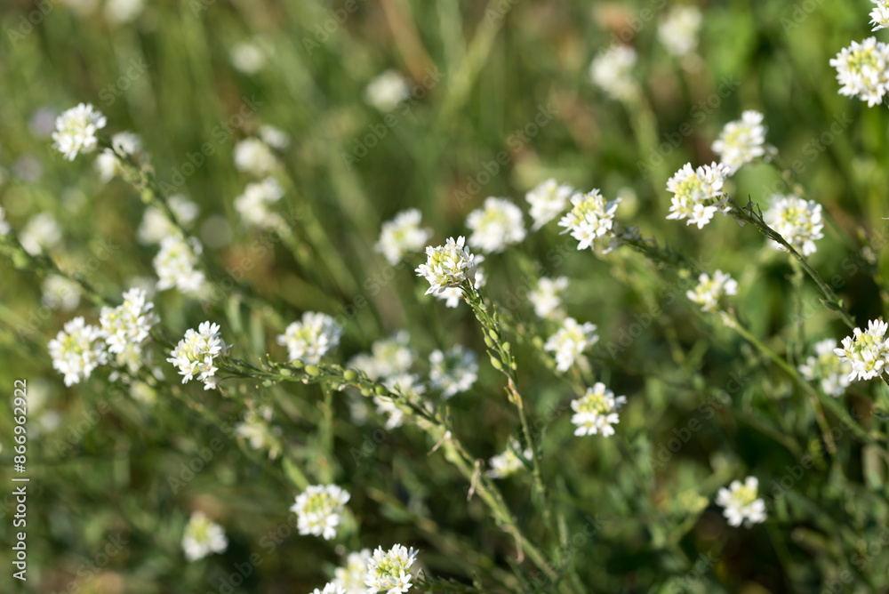 Wall mural hoary alyssum, .Berteroa incana white flowers closeup selective focus