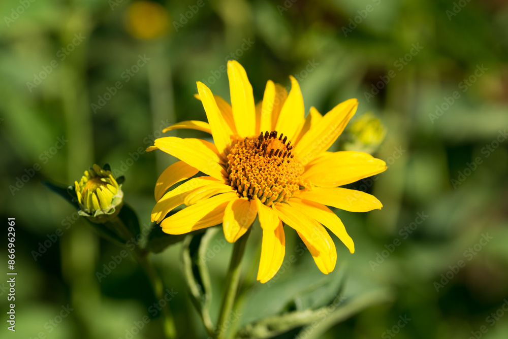 Canvas Prints Rough oxeye, .Heliopsis helianthoides yellow flowers closeup selective focus