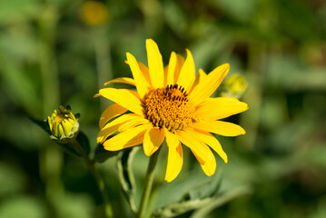 Rough oxeye, .Heliopsis helianthoides yellow flowers closeup selective focus