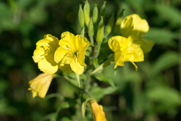 common evening-primrose, .Oenothera biennis yellow flowers closeup selective focus