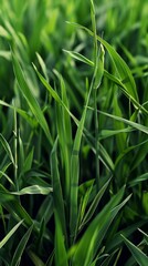 Obraz premium Close-up of green grass blades, vibrant greenery. Nature and freshness concept