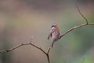 tico-tico (Zonotrichia capensis)