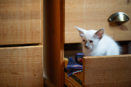 Balinesen K&auml;tzchen sitzt in einer Schublade der Komode